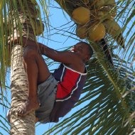 Coconut Climber