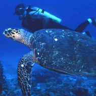 Underwater World