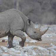 Rhino