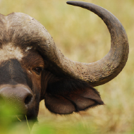 Buffalo