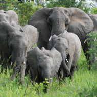 Elephants