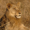Kruger, Whales & Dolphins