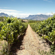 Stellenbosch