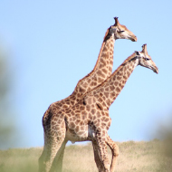 Giraffee