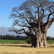 baobab