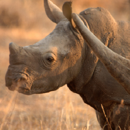 Rhino