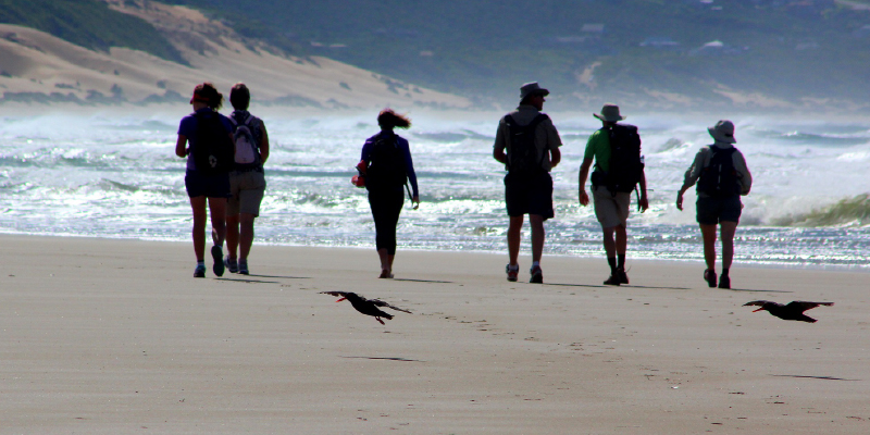Oystercatcher Trail