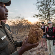 Kruger Walks