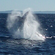 Whale