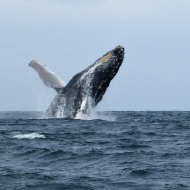 Whale Watching
