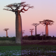 baobab