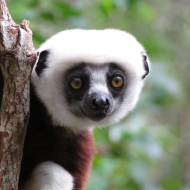 Lemur