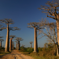 Morondava
