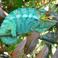 Chameleon
