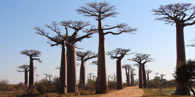 Madagascar Land of Contrasts