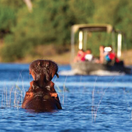 Hippo